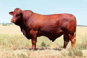 Droughtmaster Cattle – VlakenBerg & OL+ZONE Healing Oil