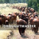 Droughtmaster