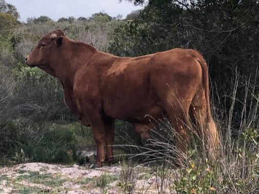 droughtmaster bull 2yr old