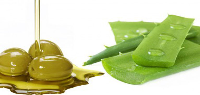 You are currently viewing Olive Oil and Aloe Vera